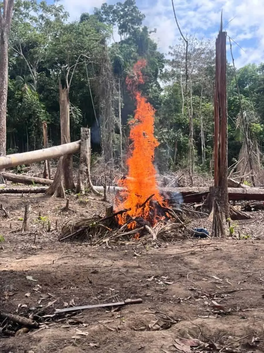 Cerca de 2 mil pés de maconha são destruídos na Reserva Chico Mendes