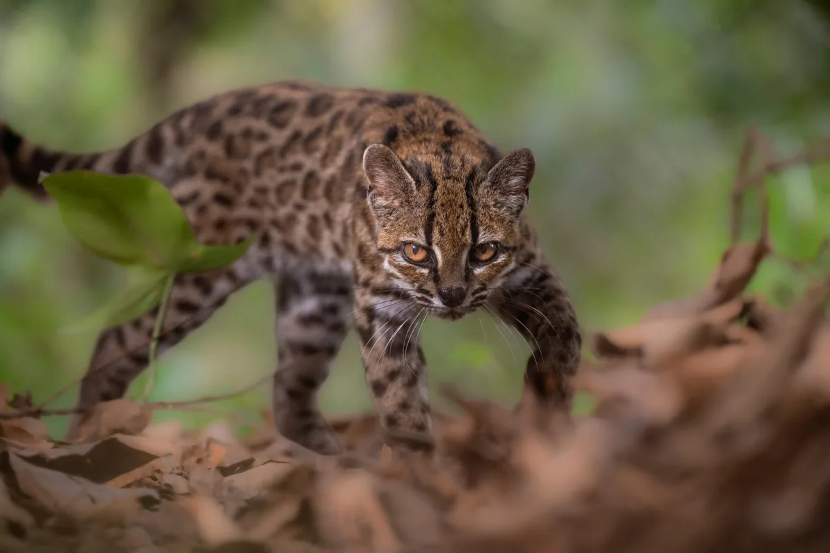 Lo criaron como un gato doméstico, cazaba gallinas y maullaba distinto: el ADN confirmó que era una especie silvestre desconocida