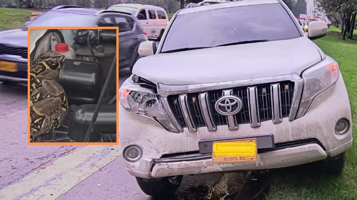 Una boa apareció dentro del capó de una camioneta en Bogotá: así fue el hallazgo