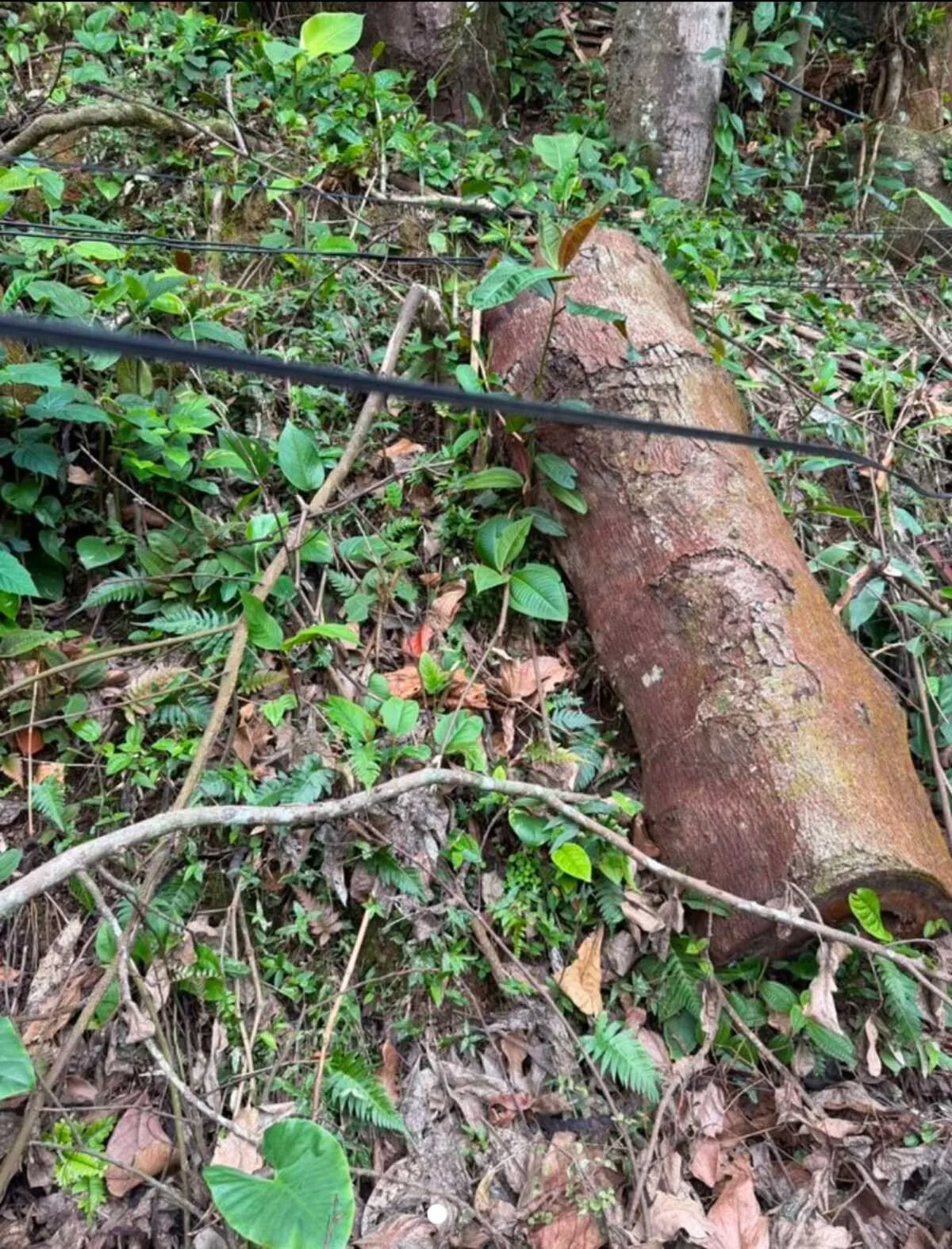 Polícia Ambiental identifica corte irregular de mais de 50 árvores na Ilha Grande, em Angra dos Reis