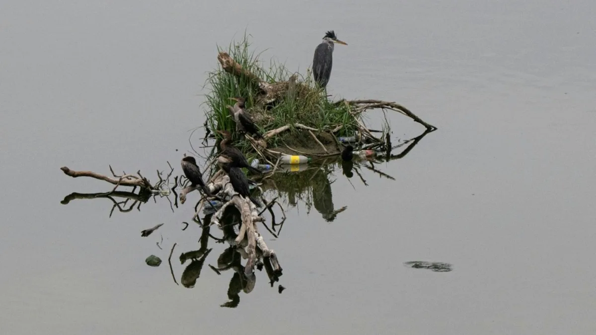Wasservögel