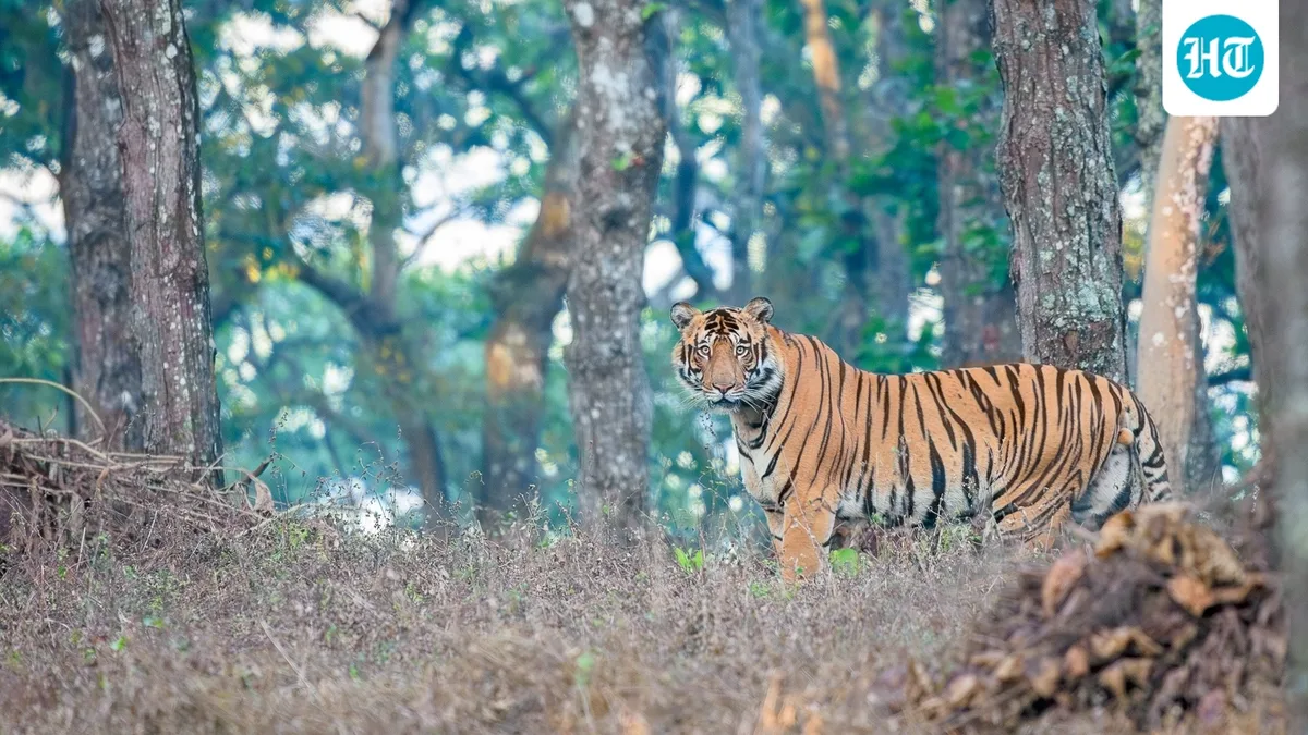 7 years on, Similipal eco-sensitive zone notification remains pending; Centre blames Odisha for delays