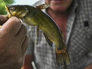 « Il y en a de plus en plus et partout » : une première pêche au poisson-chat organisée dans ce plan d’eau