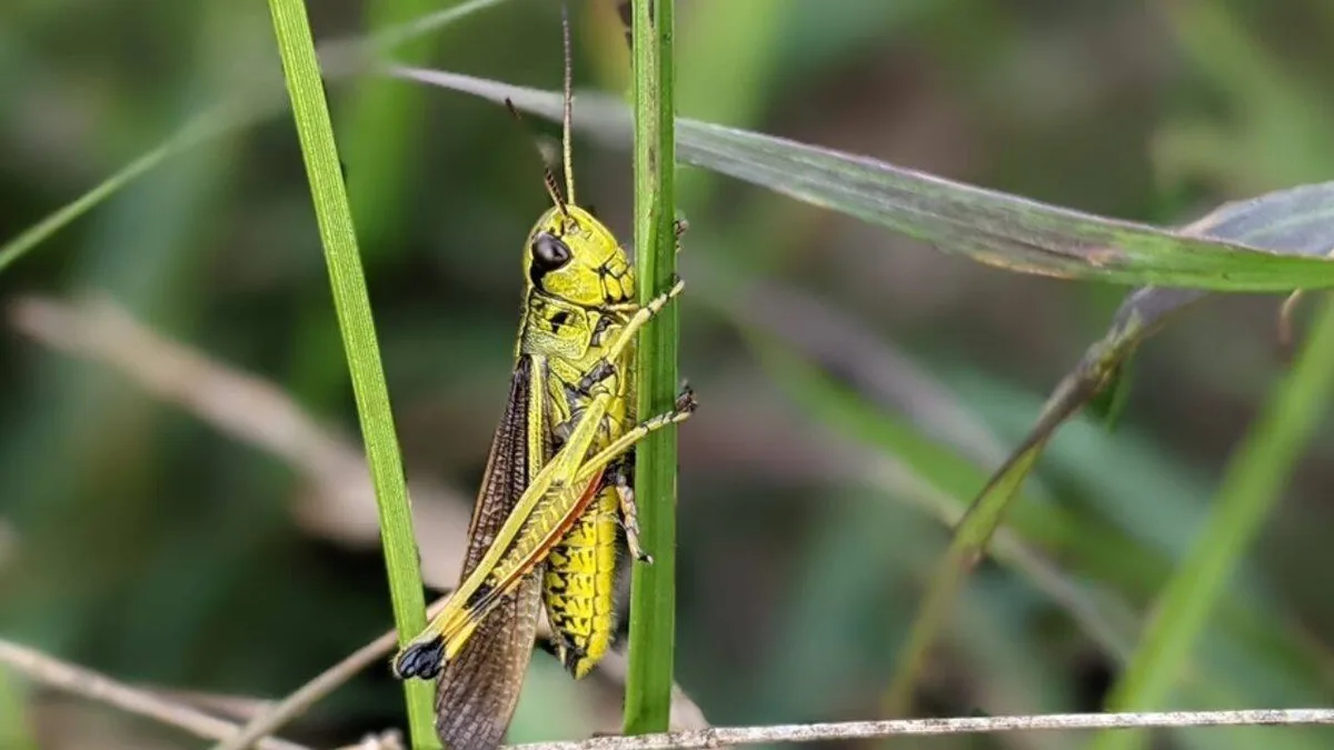 Thousands of rare grasshoppers released in Norfolk after 86 years