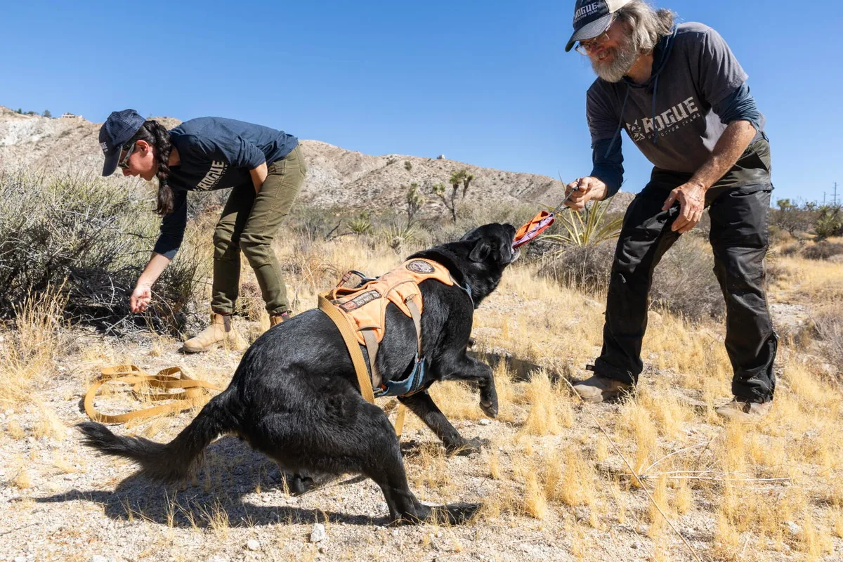 This Joshua Tree highway keeps killing wildlife. Enter the poop-hunting dogs