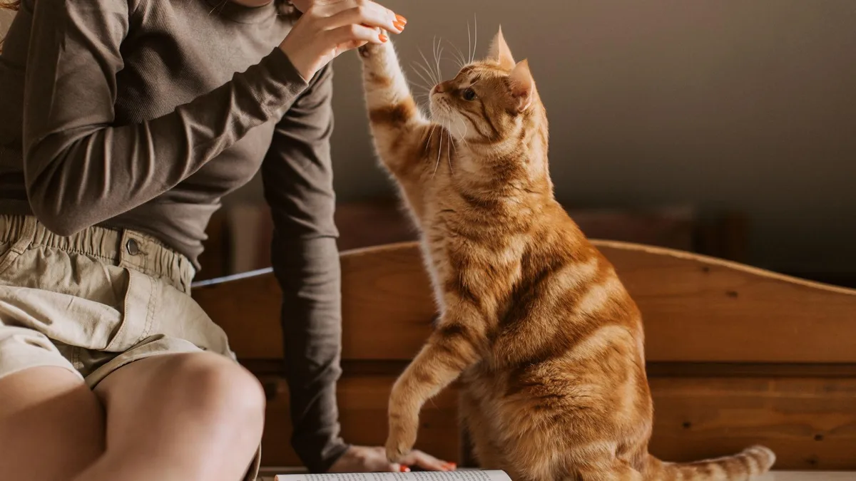 Independientes, pero no indiferentes: ¿tu gato realmente te extraña cuando estás ausente?