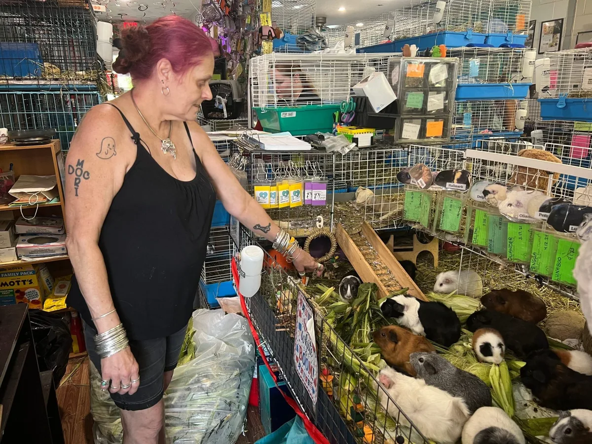One guinea pig helped her son heal. Now she has to feed 400 every day, running America’s biggest Guinea Pig Sanctuary