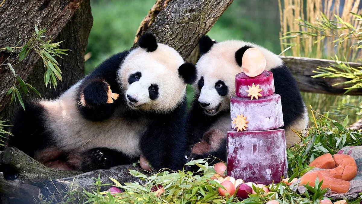Tiere: Berliner Panda-Zwillinge feiern 2. Geburtstag
