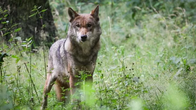 Tiere: Neues Wolfsterritorium an Grenze von Hessen zu Thüringen
