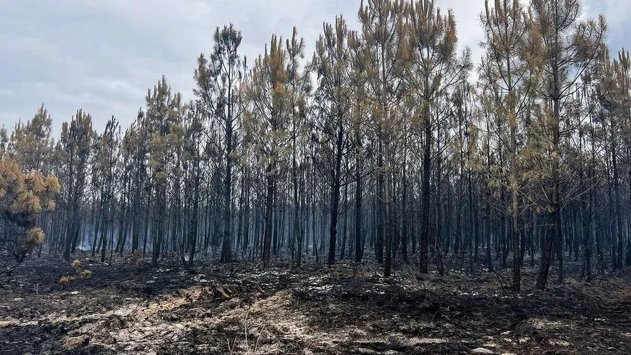 VIDÉO - Incendie de Biscarrosse : deux mois après, le feu n'est toujours pas totalement éteint