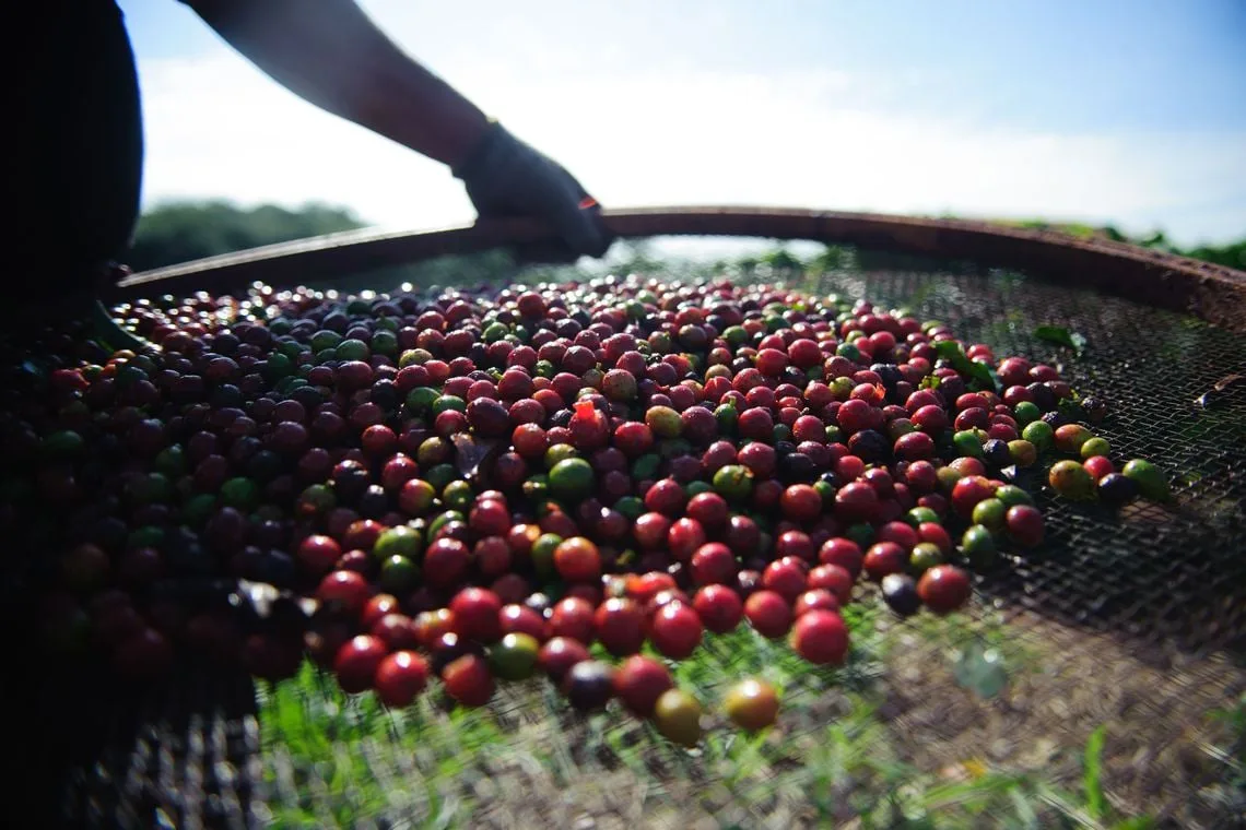 Safra de café arábica pode ter uma das piores qualidades dos últimos anos, alerta Cepea