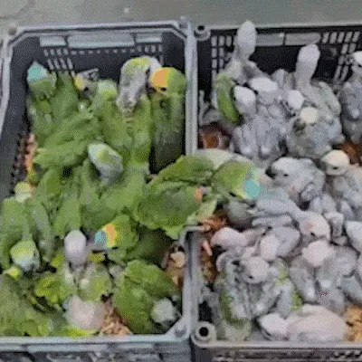 Operação reforça fiscalização contra captura e tráfico de aves em MS