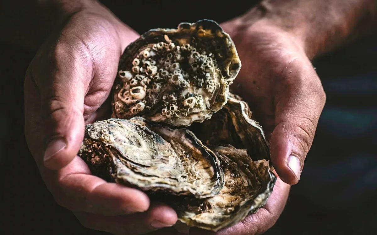 En 2007, ils jettent 500 000 coquilles d'huîtres à la mer : ce que les plongeurs y trouvent près de 20 ans plus tard