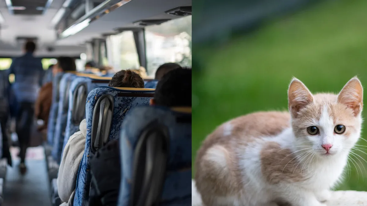 Maryland bus driver removed after letting boy rescue kitten; petition tops 800