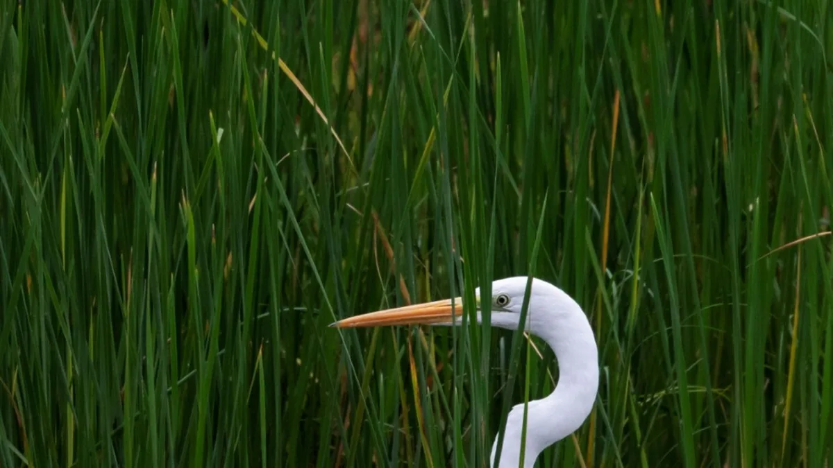 Reiher im Schilf