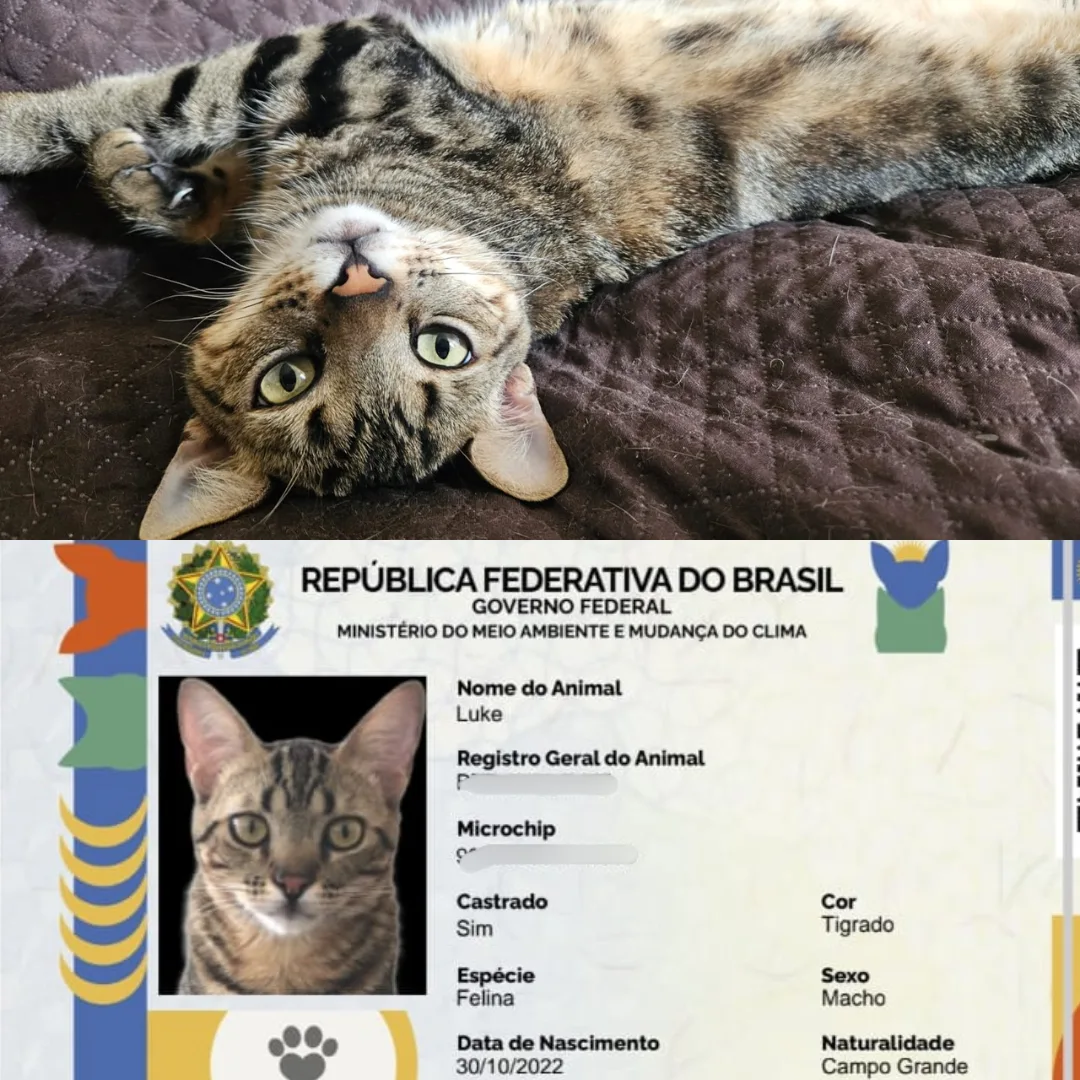 MS tem 14 mil pets cadastrados no SinPatinhas, mas só 10% com microchip