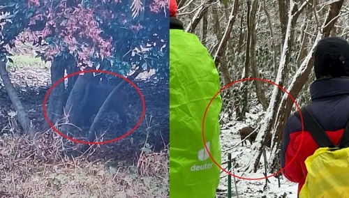 제주 면적 36% 멧돼지 서식 가능…한라산 중심 6개 서식지 확인