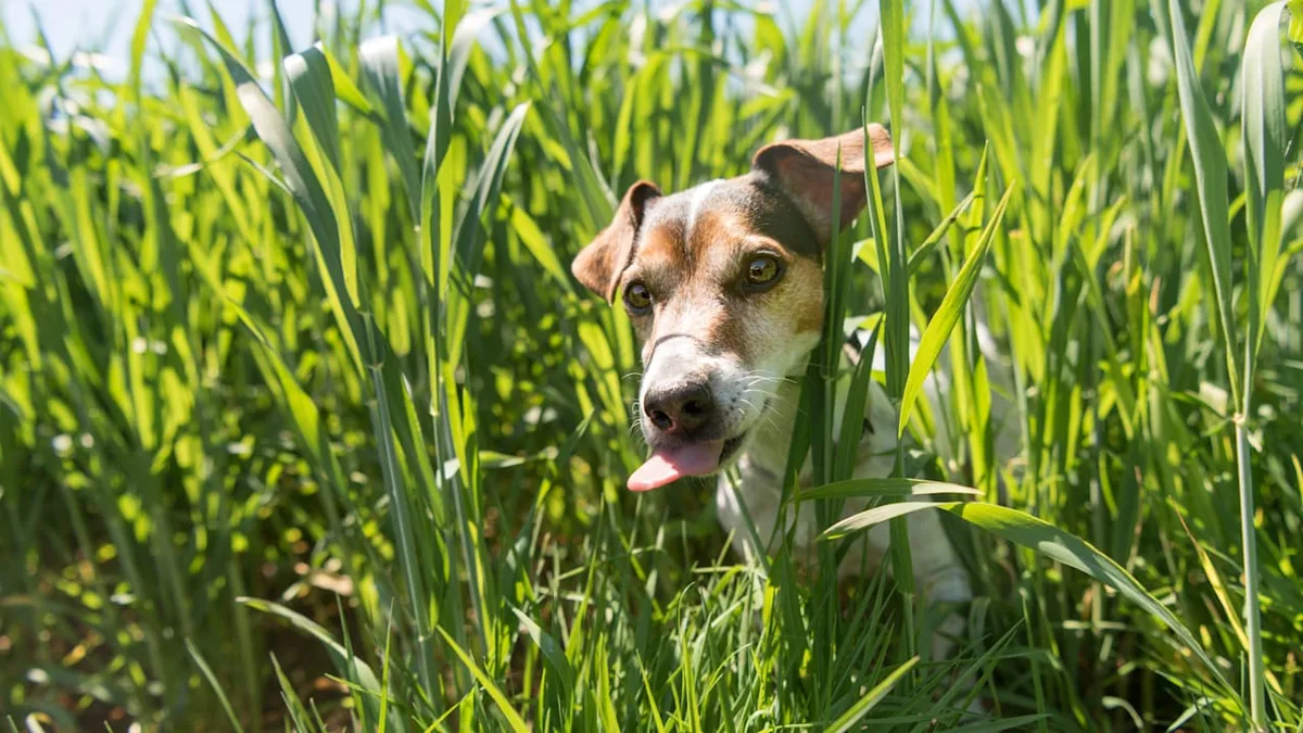 Warnsignale erkennen - Warum frisst mein Hund plötzlich Gras?