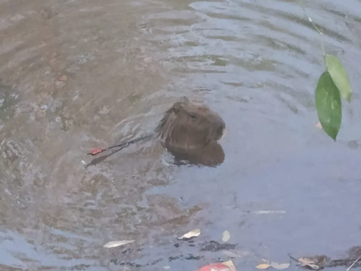 PMA não encontra capivara com flecha e retoma buscas à tarde