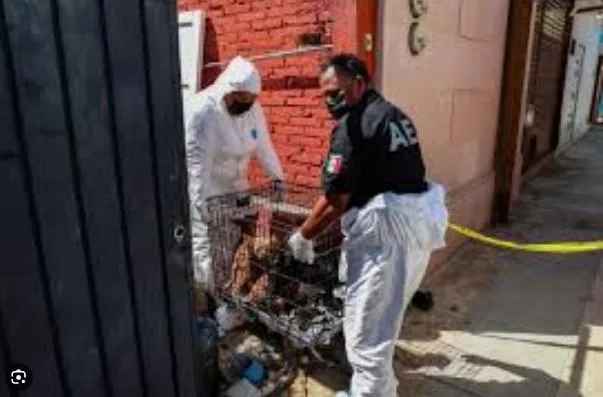 Investigan a más personas por caso de perros de Fundación Frichem, en Castaños