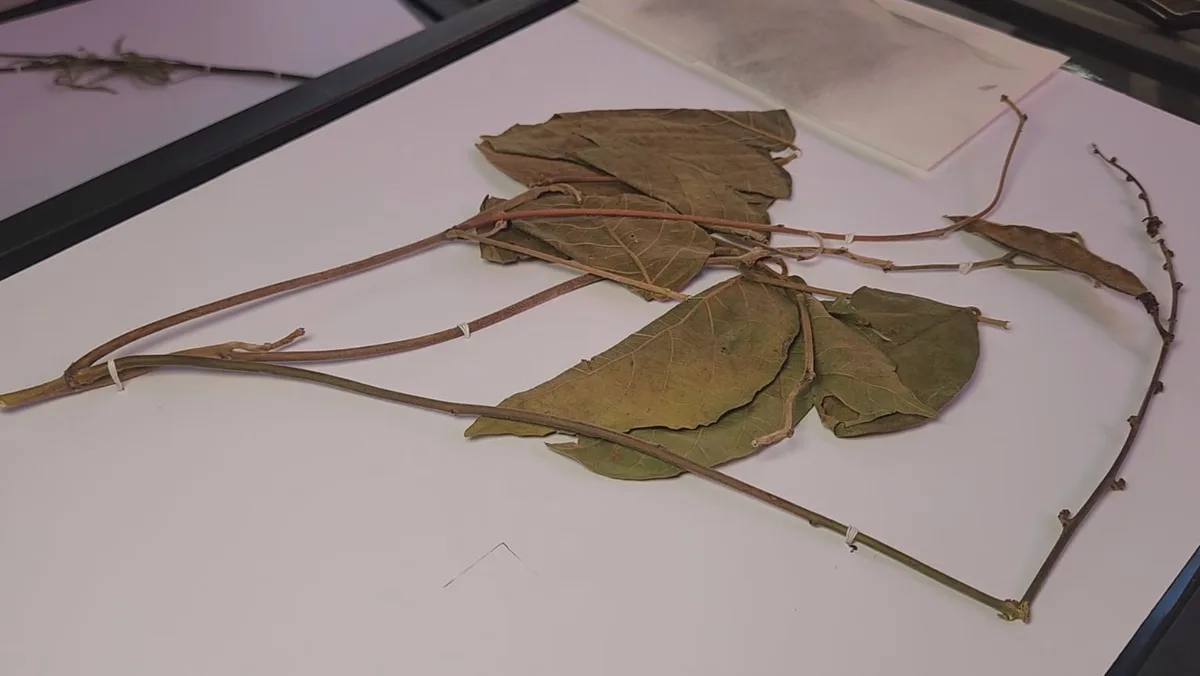 Herbário da Ueap reúne mais de 10 mil plantas e preserva memória da flora no Amapá