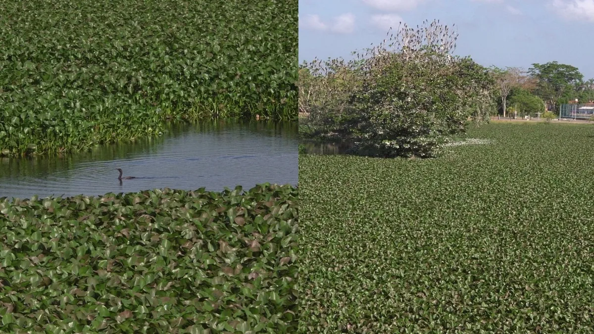 Aguapés cobrem lagoa em Teresina e indicam poluição por esgoto, diz biólogo