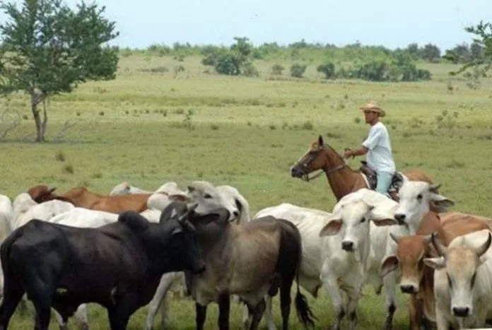 Fedenaga y Fedeagro exigen priorizar inversión en el campo con los recursos del acuerdo petrolero con EEUU