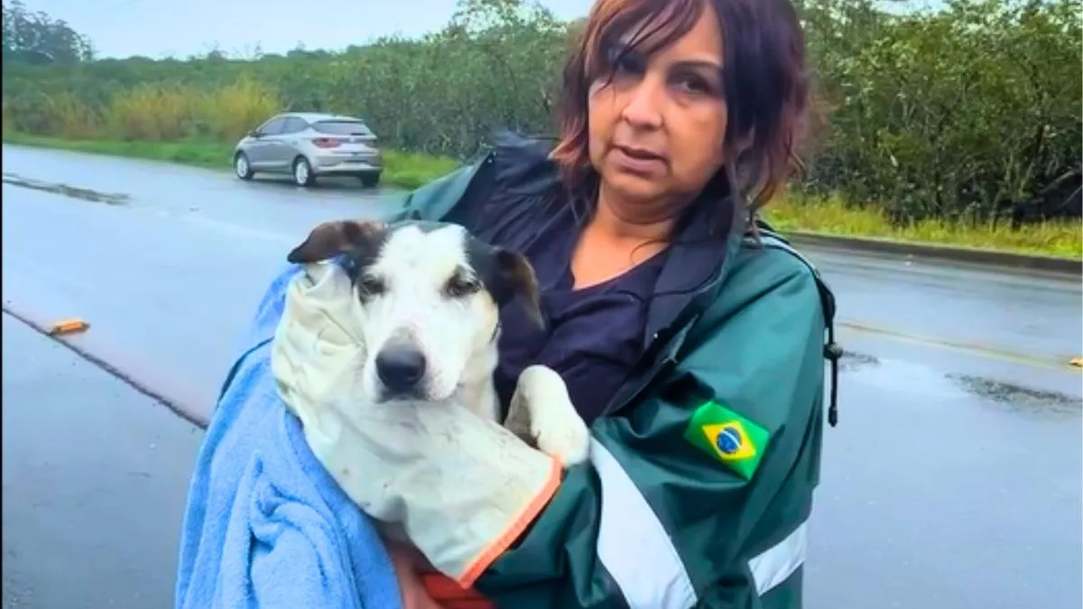 Sozinha e encharcada: cadelinha é resgatada após dias amarrada em manguezal em SC