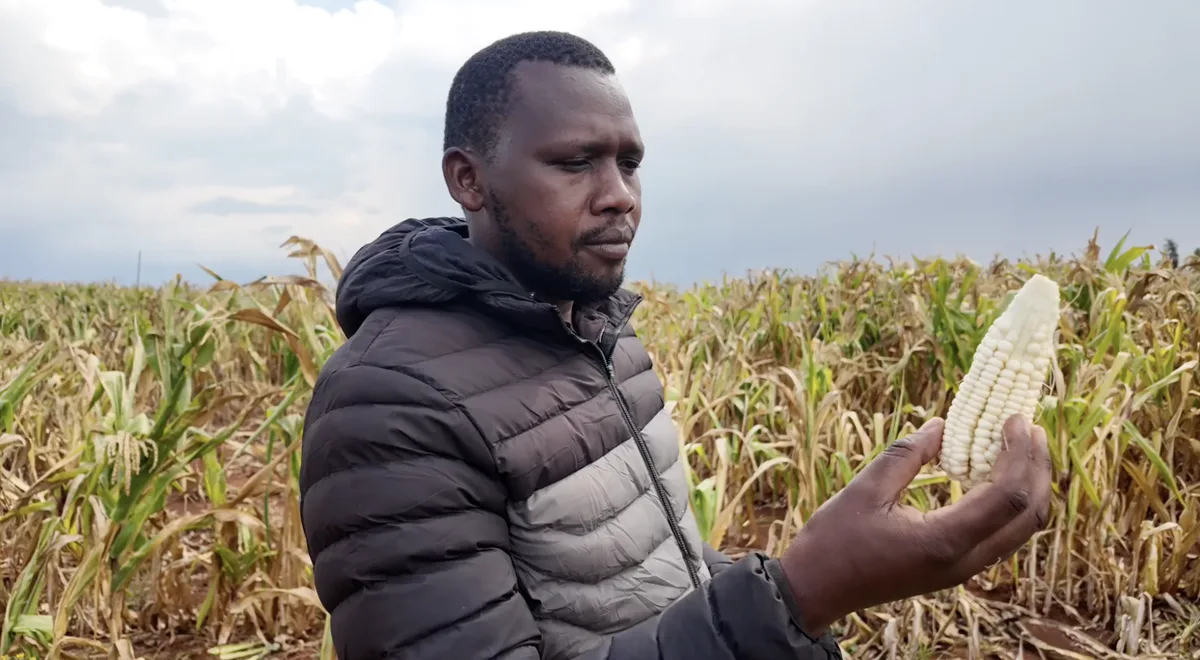 Reporter's Diary: Kenya's looming maize crisis