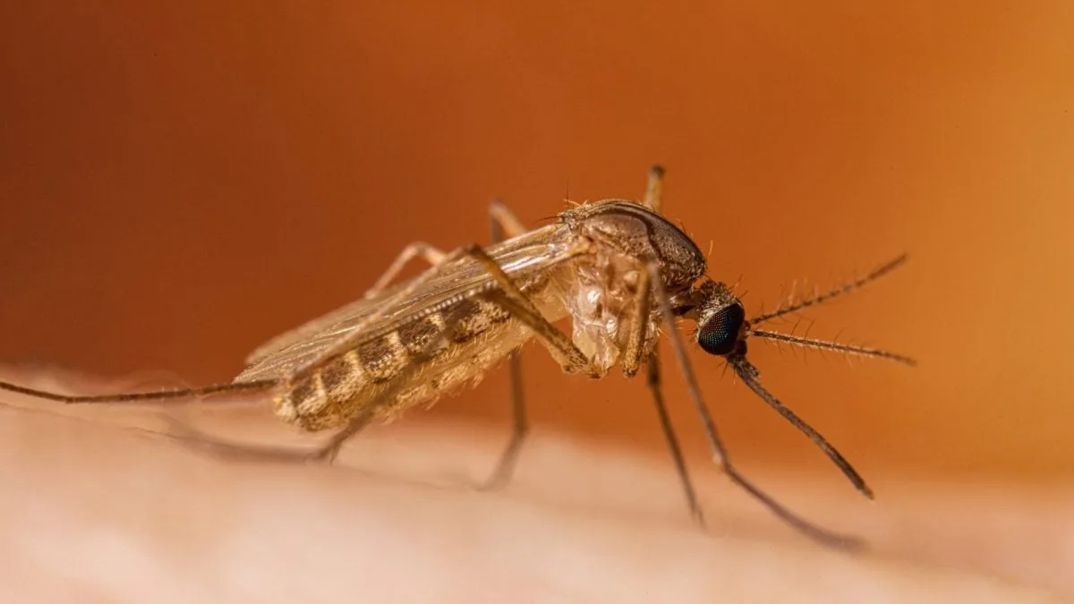 Brasil tem 4 casos de febre do Nilo Ocidental e uma morte
