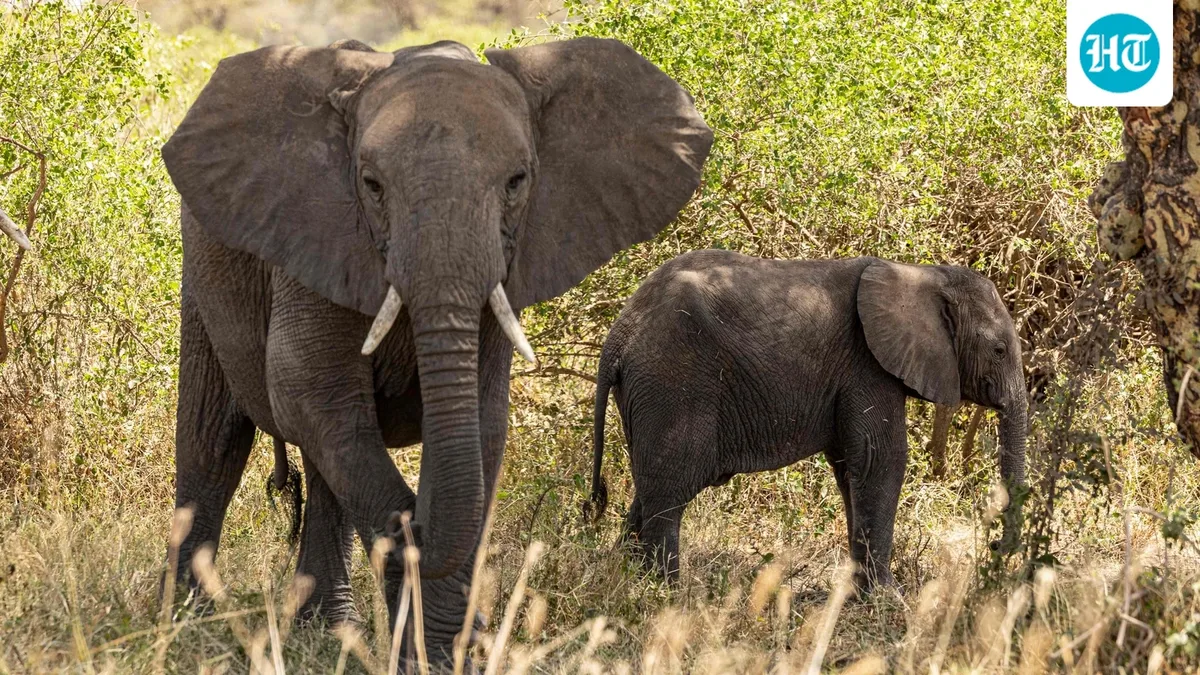Supreme Court seeks DNA profiling, welfare of captive elephants