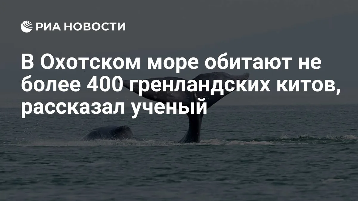 В Охотском море обитают не более 400 гренландских китов, рассказал ученый