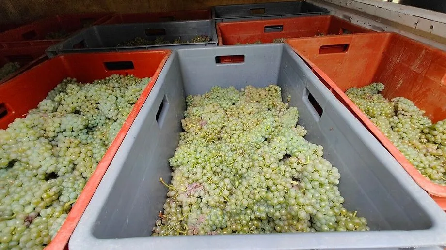 Un homme de 54 ans retrouvé mort dans un camion utilisé pour les vendanges à Bergères-lès-Vertus dans la Marne