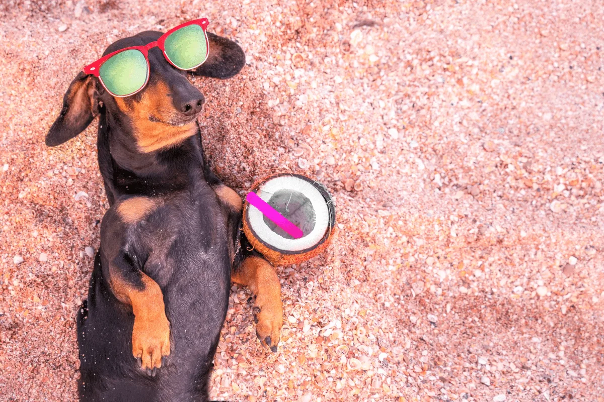 Água de coco, chá de camomila e mais: 5 bebidas seguras para oferecer aos pets nos dias quentes