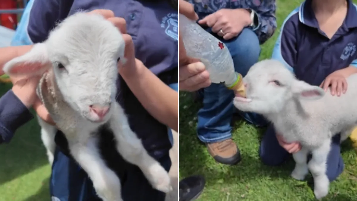 Little Sam the lamb gets second chance at life after being adopted by students at Uralla Central School