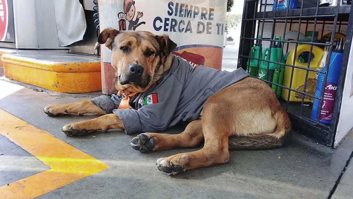 Atropellan y matan a “Solovino”, el perrito que trabajaba en una gasolinera de Toluca
