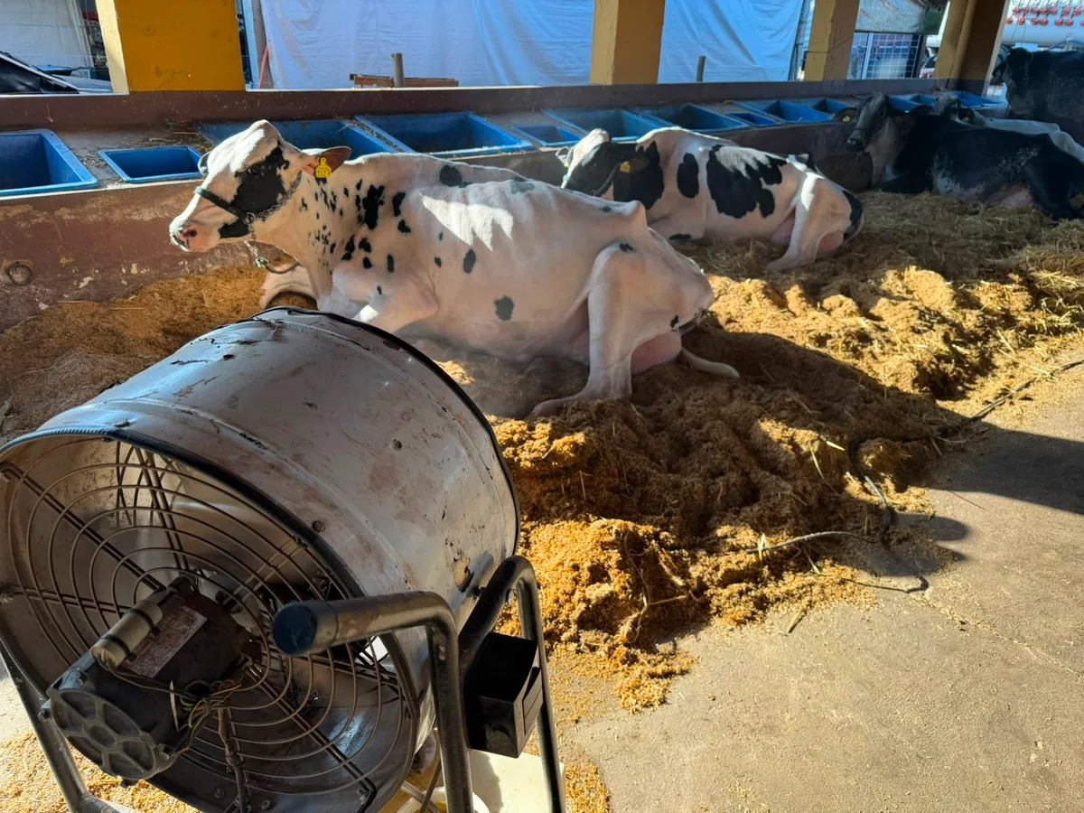 Criadores de vacas leiteiras usam ventilador e umidificador para evitar estresse térmico no noroeste de SP