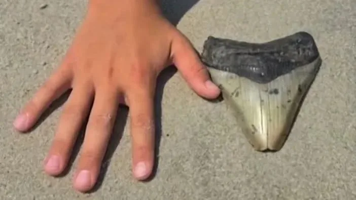 Riesiger Ur-Hai - Kind entdeckt am Strand Beweis für Megalodon
