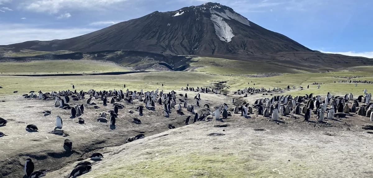 Ehemals größte Pinguin-Kolonie der Welt kollabiert