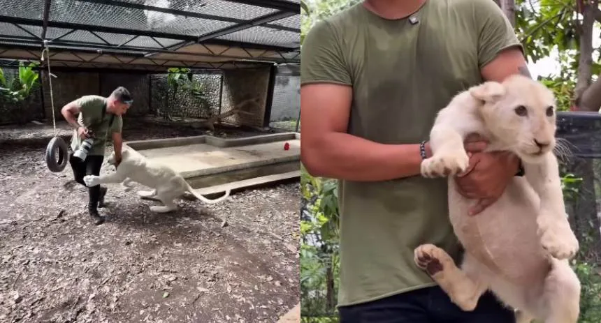 Tiernos y juguetones: El video viral que publicaron de los leones blancos que nacieron en el Zoológico de Maracay