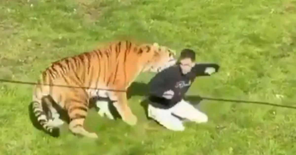 Se supo qué pasará con el tigre que mató a un joven que ingresó a su recinto en Inglaterra: el comunicado del zoológico