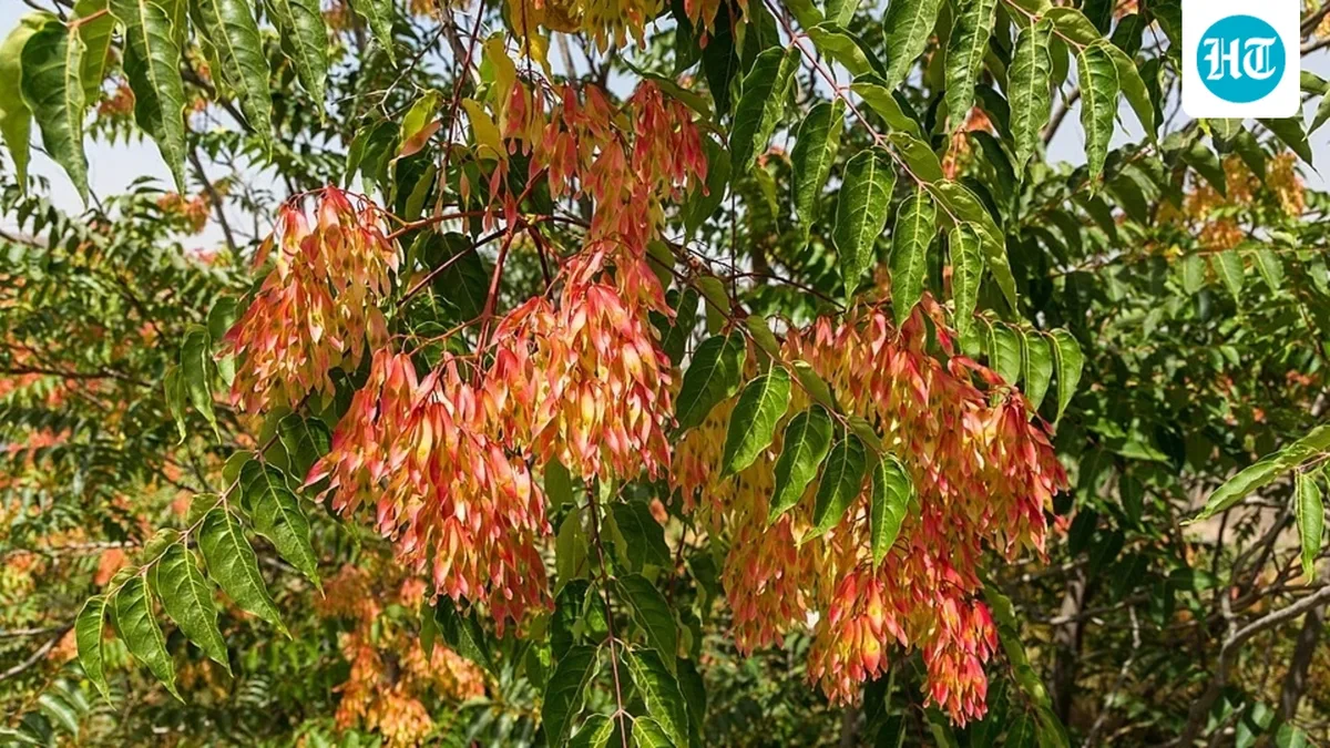 Tree-of-heaven arrived in Pennsylvania as an ornamental in 1784; now it grows from Maine to southern California and spreads through disturbed forests