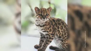Neue Katzenart in Bolivien entdeckt