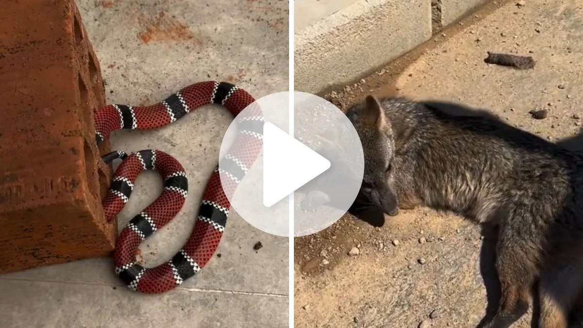 Cobra mais venenosa do Brasil é encontrada escondida dentro de tijolo e animal silvestre é resgatado após ser atropelado em SC; veja vídeo