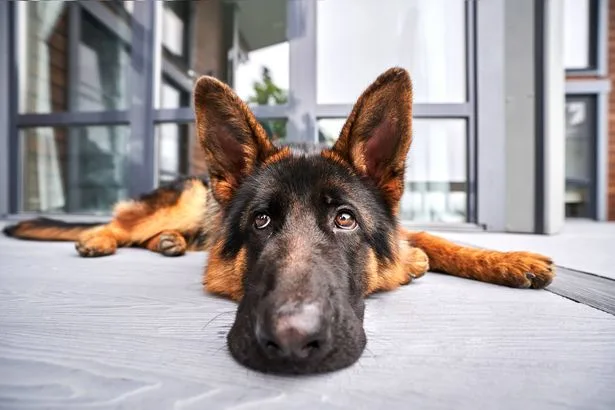 Dog owners warned they could be fined £500 when moving house