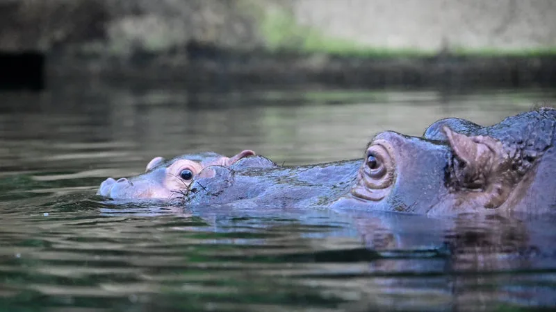 "Personne n'aurait imaginé": la plus vieille hippopotame d’Europe, âgée de 55 ans, donne naissance à son quinzième petit en Italie