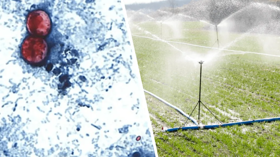 Officials widen lettuce-linked cyclospora outbreak probe to 20 states