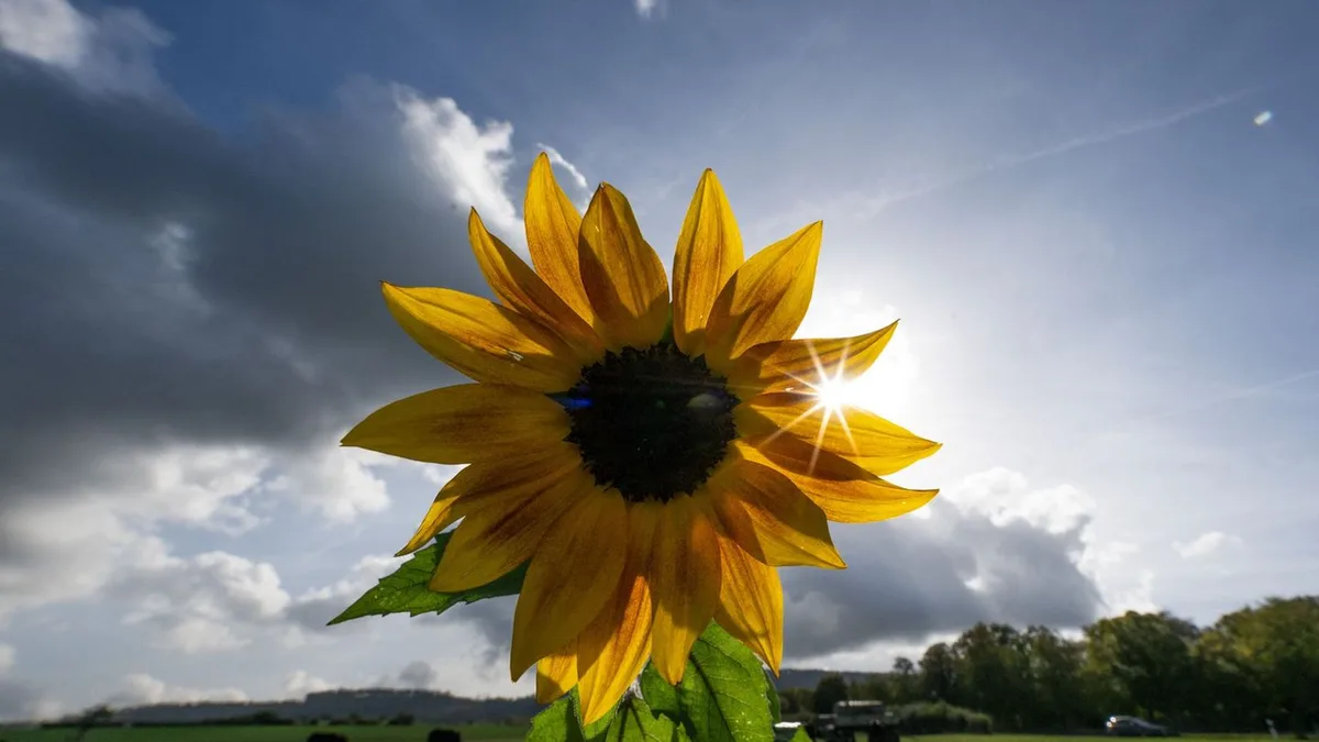 Goldene Jahreszeit: Lust auf Laub, Wärme oder Natur: Wohin im Herbst in Hessen?