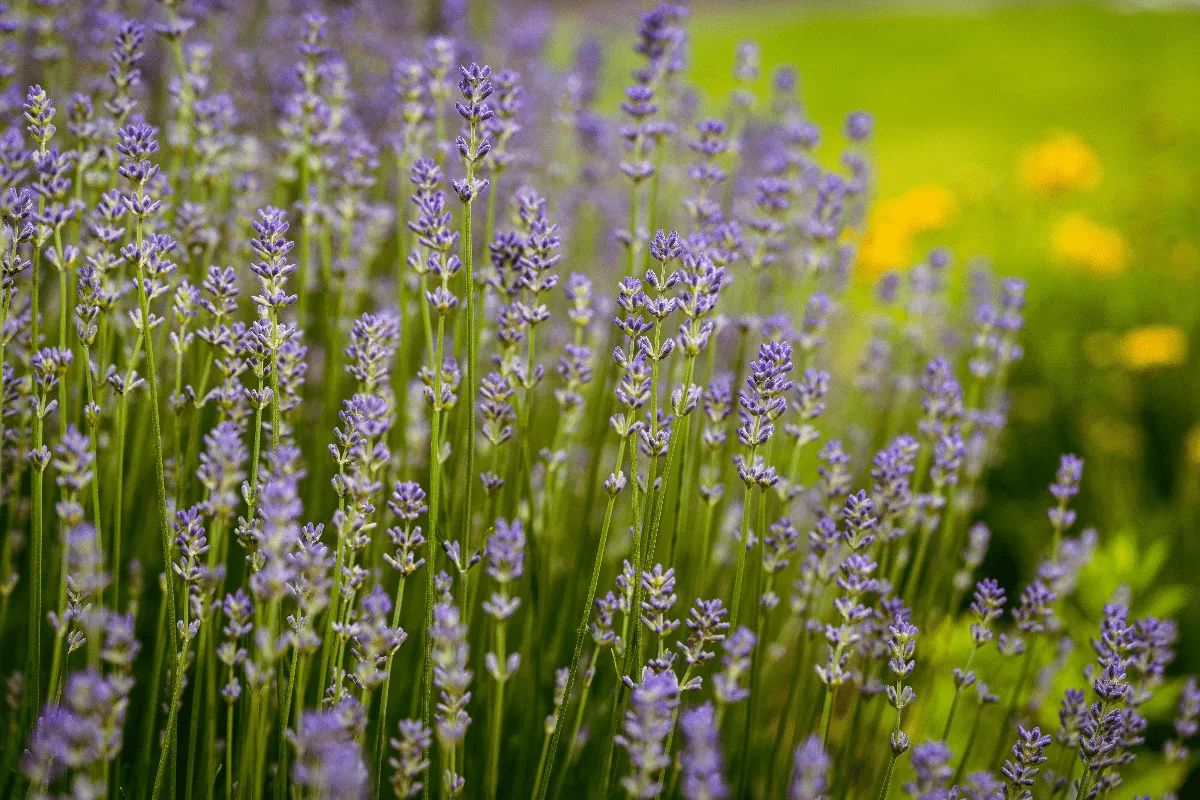 Lavanda ajuda a relaxar? Conheça 7 benefícios da planta para a saúde