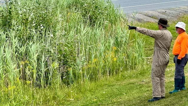 Northern Ontario communites work to contain invasive plant as it spreads